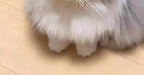 深夜の作業中、後ろを振り返ると『猫』が……あまりにも愛おしい『健気な様子』に３万いいね「一緒に寝てあげねば」「かわいい」と反響
