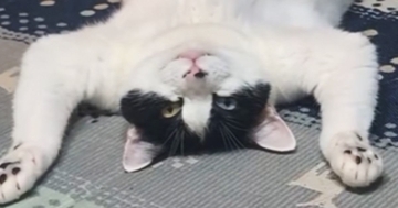 豪快なへそ天で『くつろぐ猫』を見ていたら→『おてての動き』が…まさかの行動に13万いいね「絶対人間入ってる」「吹いてしまったｗ」と話題