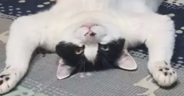 豪快なへそ天で『くつろぐ猫』を見ていたら→『おてての動き』が…まさかの行動に13万いいね「絶対人間入ってる」「吹いてしまったｗ」と話題