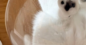 『反則すぎる』キャットタワーの透明ボウルに乗っていた猫→下から覗くと…「かわいいいｗ」「生きててよかった」尊い光景に１万いいね
