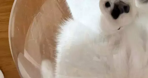 『反則すぎる』キャットタワーの透明ボウルに乗っていた猫→下から覗くと…「かわいいいｗ」「生きててよかった」尊い光景に１万いいね