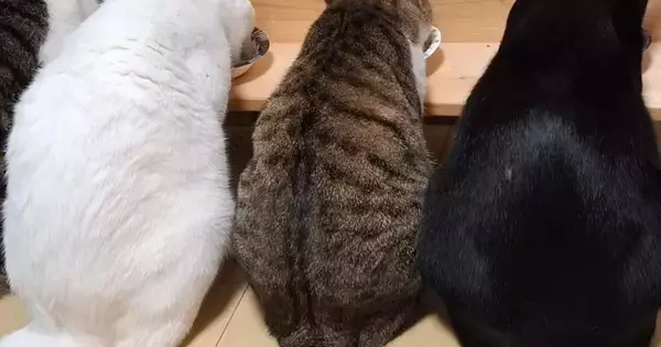 ごはんを食べる4匹の猫→『しっぽ』に注目すると…まさかの光景に「すごい！2度見しちゃったｗ」「初めて見た」と驚きの声続出