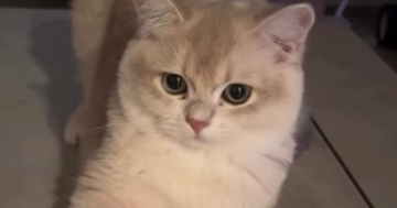 『ただいま』と言ったら、しっかりお返事してくれた猫→次の瞬間…あまりにも尊い『お出迎えの光景』に「可愛くて癒される」と反響