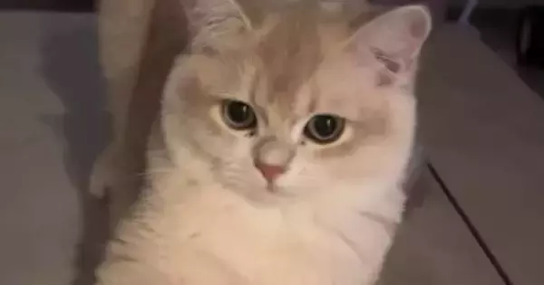 『ただいま』と言ったら、しっかりお返事してくれた猫→次の瞬間…あまりにも尊い『お出迎えの光景』に「可愛くて癒される」と反響