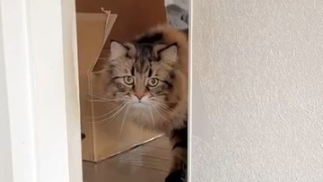 0歳児と『5ヵ月ぶりに再会』した猫の反応が……思わぬ成長に驚く様子が可愛いと16万表示「何度も見ちゃう」「やさしいねぇ」の声