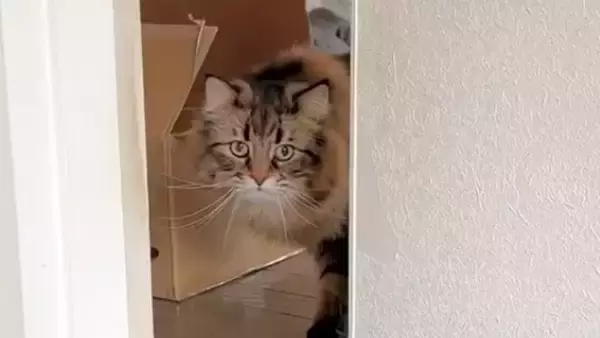 0歳児と『5ヵ月ぶりに再会』した猫の反応が……思わぬ成長に驚く様子が可愛いと16万表示「何度も見ちゃう」「やさしいねぇ」の声