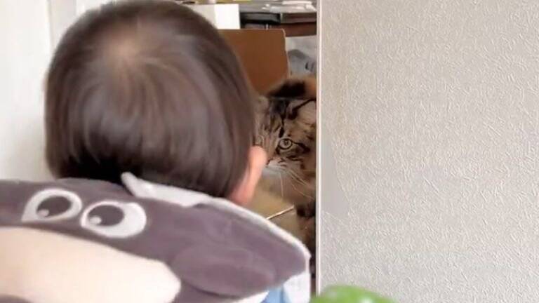 0歳児と『5ヵ月ぶりに再会』した猫の反応が……思わぬ成長に驚く様子が可愛いと16万表示「何度も見ちゃう」「やさしいねぇ」の声