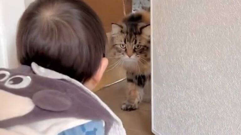 0歳児と『5ヵ月ぶりに再会』した猫の反応が……思わぬ成長に驚く様子が可愛いと16万表示「何度も見ちゃう」「やさしいねぇ」の声