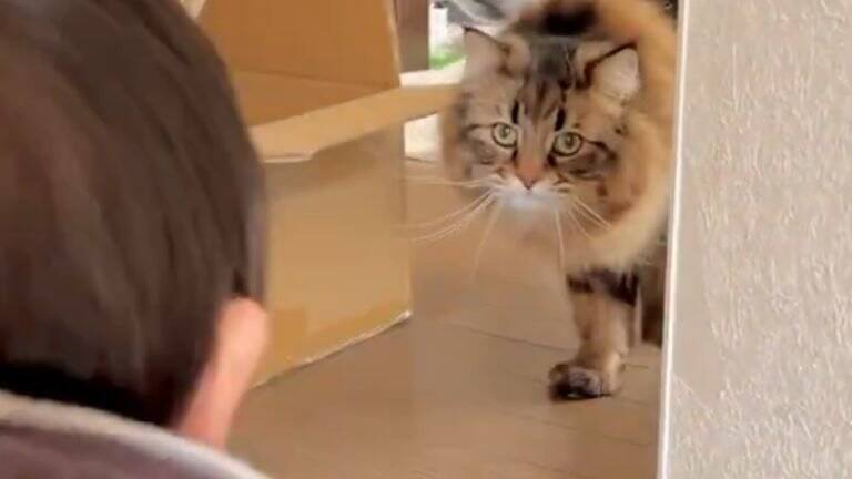 0歳児と『5ヵ月ぶりに再会』した猫の反応が……思わぬ成長に驚く様子が可愛いと16万表示「何度も見ちゃう」「やさしいねぇ」の声