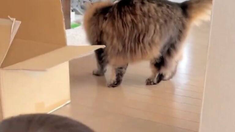 0歳児と『5ヵ月ぶりに再会』した猫の反応が……思わぬ成長に驚く様子が可愛いと16万表示「何度も見ちゃう」「やさしいねぇ」の声