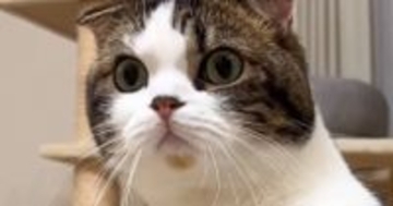 『3年かけて絆を育んだ猫とパパ』→1週間ぶりに再会した結果…まさかの反応が218万再生「号泣しちゃう」「パパさん切ないね」