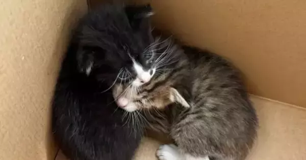 旦那から『友達が猫を拾った』と連絡→2匹の赤ちゃん猫を引き取った結果…『１か月後の光景』に感動「素敵な出会い」「運命だったのかも」