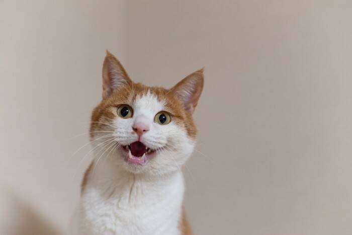 猫が『おしゃべり』になったときの理由6つ　実は伝えたいことがある？上手な接し方も解説