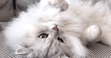 飼い主さんに思う存分甘えて満足した猫→眠りについた結果…思わず笑ってしまう『寝顔』に「可愛いなぁと思っていたらｗ」「すごい」と反響