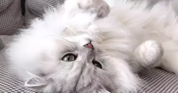 飼い主さんに思う存分甘えて満足した猫→眠りについた結果…思わず笑ってしまう『寝顔』に「可愛いなぁと思っていたらｗ」「すごい」と反響