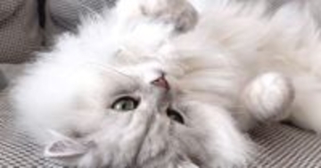 飼い主さんに思う存分甘えて満足した猫→眠りについた結果…思わず笑ってしまう『寝顔』に「可愛いなぁと思っていたらｗ」「すごい」と反響