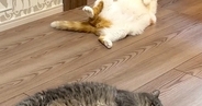 暖かい春、ふと『床』を見ると…猫たちの『微笑ましい様子』に１万いいね「いっぱい落ちてるｗ」「春だから仕方ないｗ」と笑う人続出