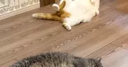 暖かい春、ふと『床』を見ると…猫たちの『微笑ましい様子』に１万いいね「いっぱい落ちてるｗ」「春だから仕方ないｗ」と笑う人続出