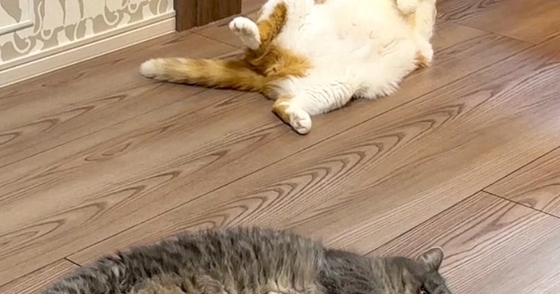 暖かい春、ふと『床』を見ると…猫たちの『微笑ましい様子』に１万いいね「いっぱい落ちてるｗ」「春だから仕方ないｗ」と笑う人続出