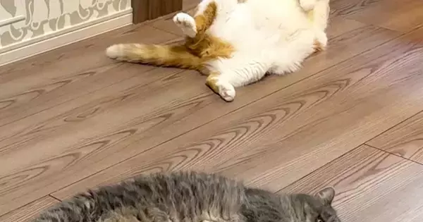 暖かい春、ふと『床』を見ると…猫たちの『微笑ましい様子』に１万いいね「いっぱい落ちてるｗ」「春だから仕方ないｗ」と笑う人続出