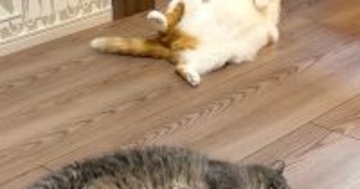 暖かい春、ふと『床』を見ると…猫たちの『微笑ましい様子』に１万いいね「いっぱい落ちてるｗ」「春だから仕方ないｗ」と笑う人続出
