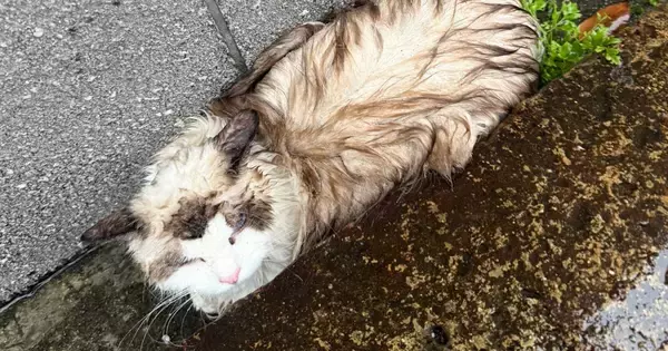 雨の日に溝でうずくまっていた『ずぶ濡れの迷子猫』を発見→迎えた結末が…心温まるエピソードに３万いいね「泣ける」「出会えてよかった」