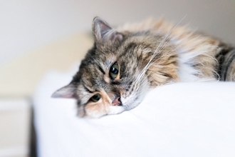 猫がかかりやすい代表的な『がん』6選　表れる症状や早期発見のポイントも解説