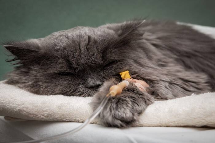 猫がかかりやすい代表的な『がん』6選　表れる症状や早期発見のポイントも解説