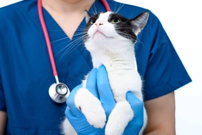 猫がかかりやすい代表的な『がん』6選　表れる症状や早期発見のポイントも解説