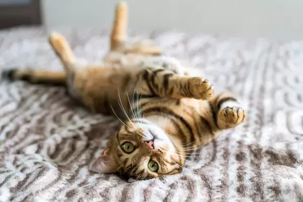 『幸せに満ちあふれた猫』だけに見られるサイン4選　快適に暮らせている証？満足感を保つ秘訣も