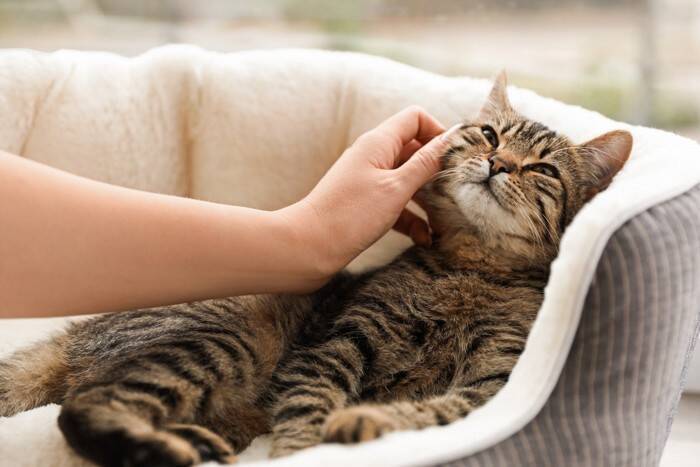 『幸せに満ちあふれた猫』だけに見られるサイン4選　快適に暮らせている証？満足感を保つ秘訣も