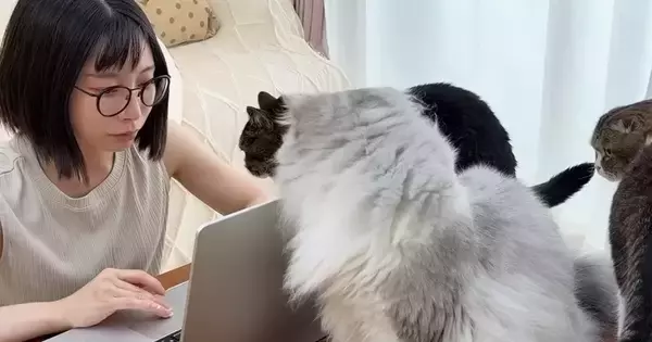リビングで作業をしていると、猫が集まってきて…可愛すぎる『かまってアピール』に「仕事終了待ちの行列ｗ」「作業できないｗ」と笑う人が続出