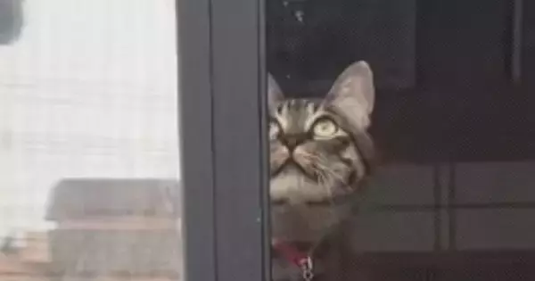 心配そうに窓のほうを見つめる先輩猫→視線の先には『子猫』がいて…驚きの光景が92万再生「一瞬浮いているかと思った」「パントマイムｗ」