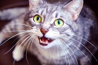 『よく鳴く猫』と『あまり鳴かない猫』で異なること3選　タイプ別の心理や接するときのコツまで