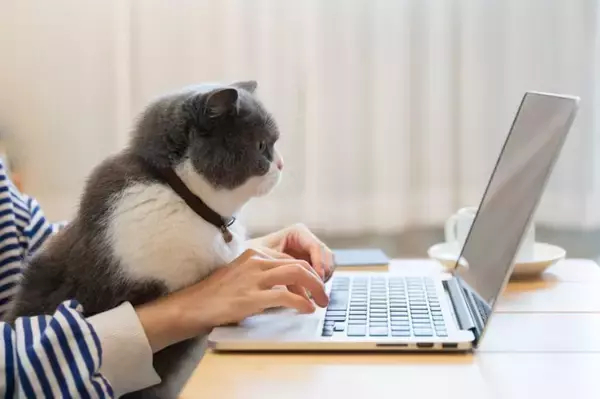 猫と『いつも一緒』にいることが危険な理由4選　起こりうるトラブルや適切な接し方