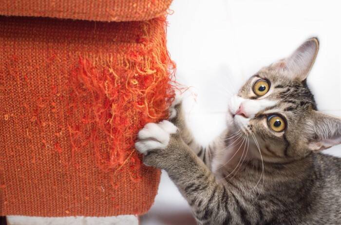 猫と『いつも一緒』にいることが危険な理由4選　起こりうるトラブルや適切な接し方
