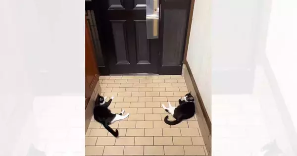 お父さんの帰りを玄関で待つ2匹の猫…思わず笑顔になる『可愛すぎる光景』が22万再生「たまりませんね」「すばらしいシンメトリー」と反響