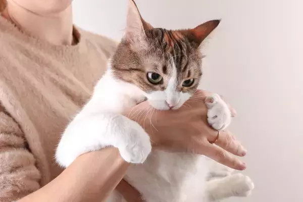 猫が『甘噛み』してくるときの心理3選　放置すべきでない理由や正しい対処法も解説