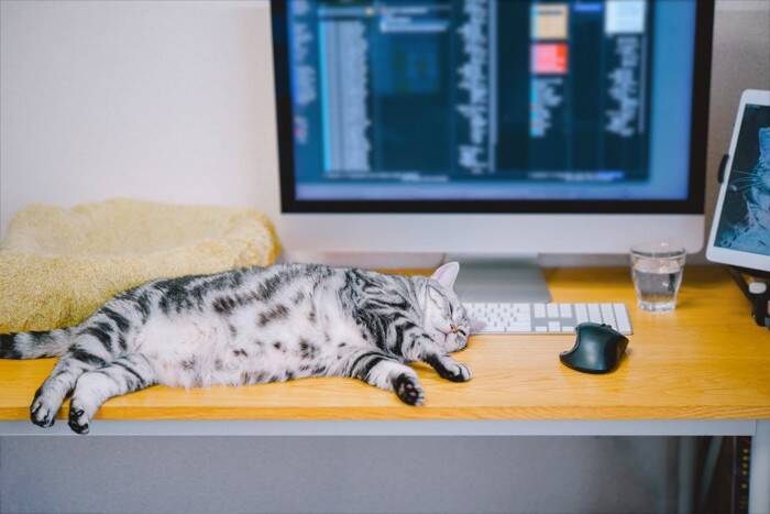 『寂しがりな猫』に共通する特徴3選　安心させる方法はある？適切な接し方も解説