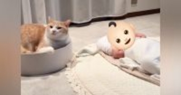 猫がいるお家に『赤ちゃん』がやってきた結果→初めは警戒していたけど…少しずつ"変化"していく様子に「感動した」「すごい優しい世界」と反響