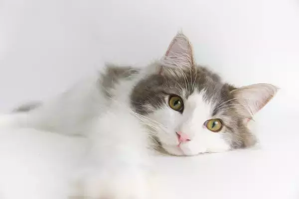 猫が『下心を抱いている』ときの行動3つ　愛猫が密かに企んでいることもご紹介