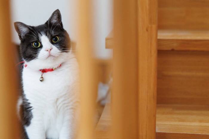 猫が『下心を抱いている』ときの行動3つ　愛猫が密かに企んでいることもご紹介