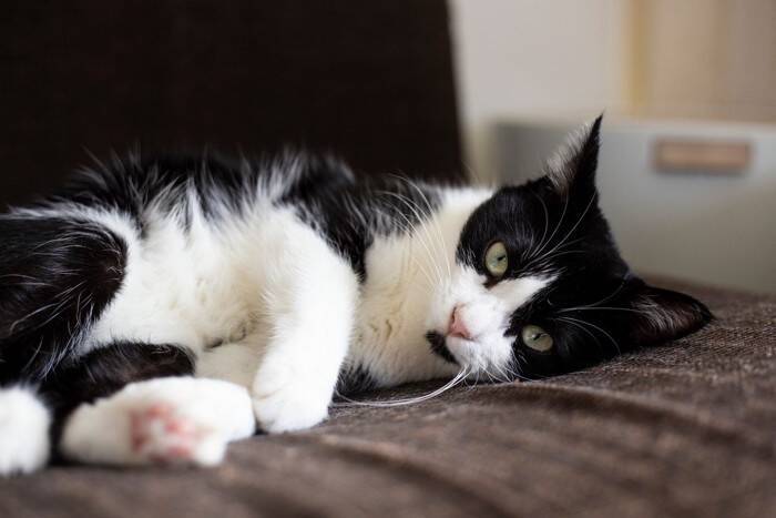 猫の『機嫌がいい』ときにみられる行動5つ　良い気分の見分け方と上手な接し方