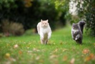 猫たちが『追いかけっこ』をする理由3つ　仲良し度を見分けるコツや安全対策の方法も解説