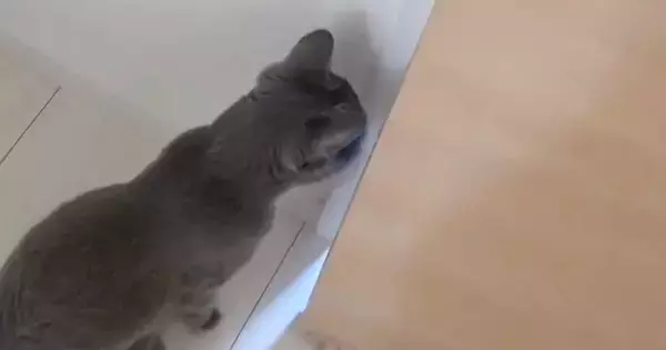 娘のことが大好きすぎる猫→部屋に入った瞬間から…笑ってしまうほどの『デレデレっぷり』が73万再生「半端ないｗ」「赤ちゃん化してるｗ」