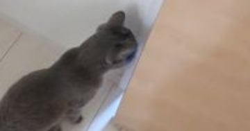 娘のことが大好きすぎる猫→部屋に入った瞬間から…笑ってしまうほどの『デレデレっぷり』が73万再生「半端ないｗ」「赤ちゃん化してるｗ」