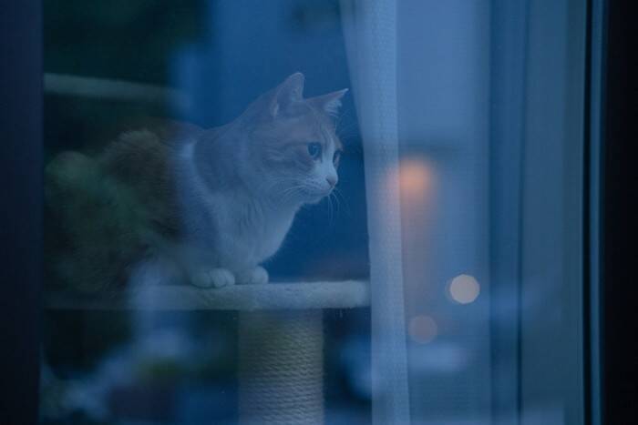 猫が見えやすく感じている『好みの色』2つ　どんなふうに見えているの？生活に取り入れるコツも