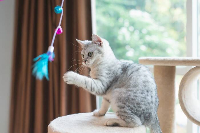 猫が見えやすく感じている『好みの色』2つ　どんなふうに見えているの？生活に取り入れるコツも