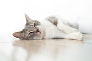 猫が『珪藻土マット』を好みやすい理由3つ　舐めているけど大丈夫？安全性や活用術もご紹介