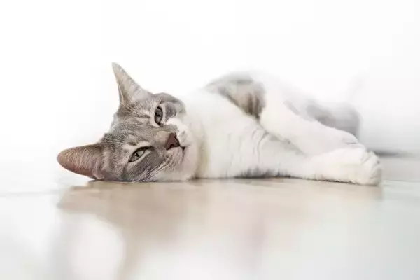 猫が『珪藻土マット』を好みやすい理由3つ　舐めているけど大丈夫？安全性や活用術もご紹介